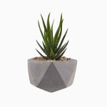 گلدان آپارتمانی دراسنا کامپکت